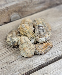 Trilobit fossil, mini per styck