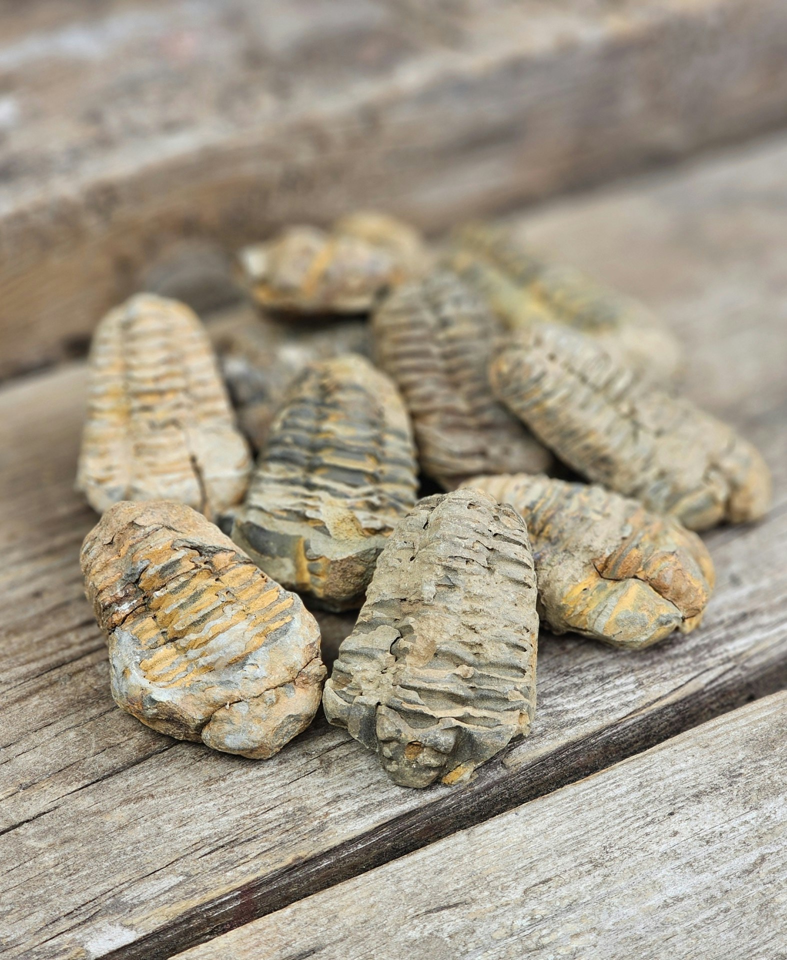Trilobit fossil, små per styck