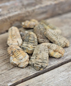Trilobit fossil, små per styck