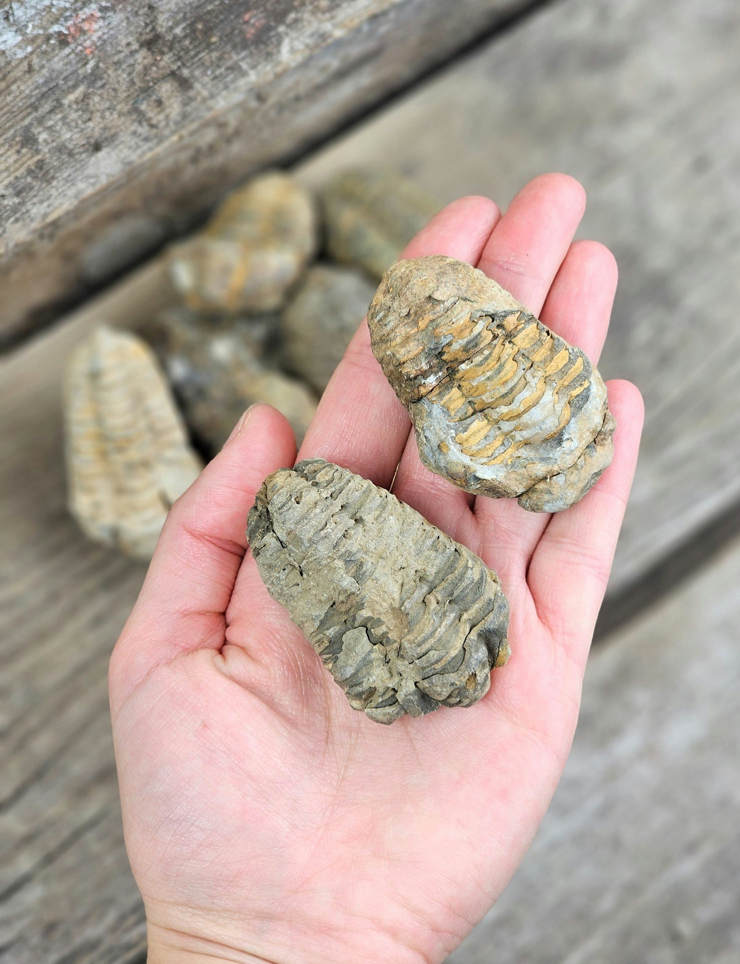 Trilobit fossil, små per styck