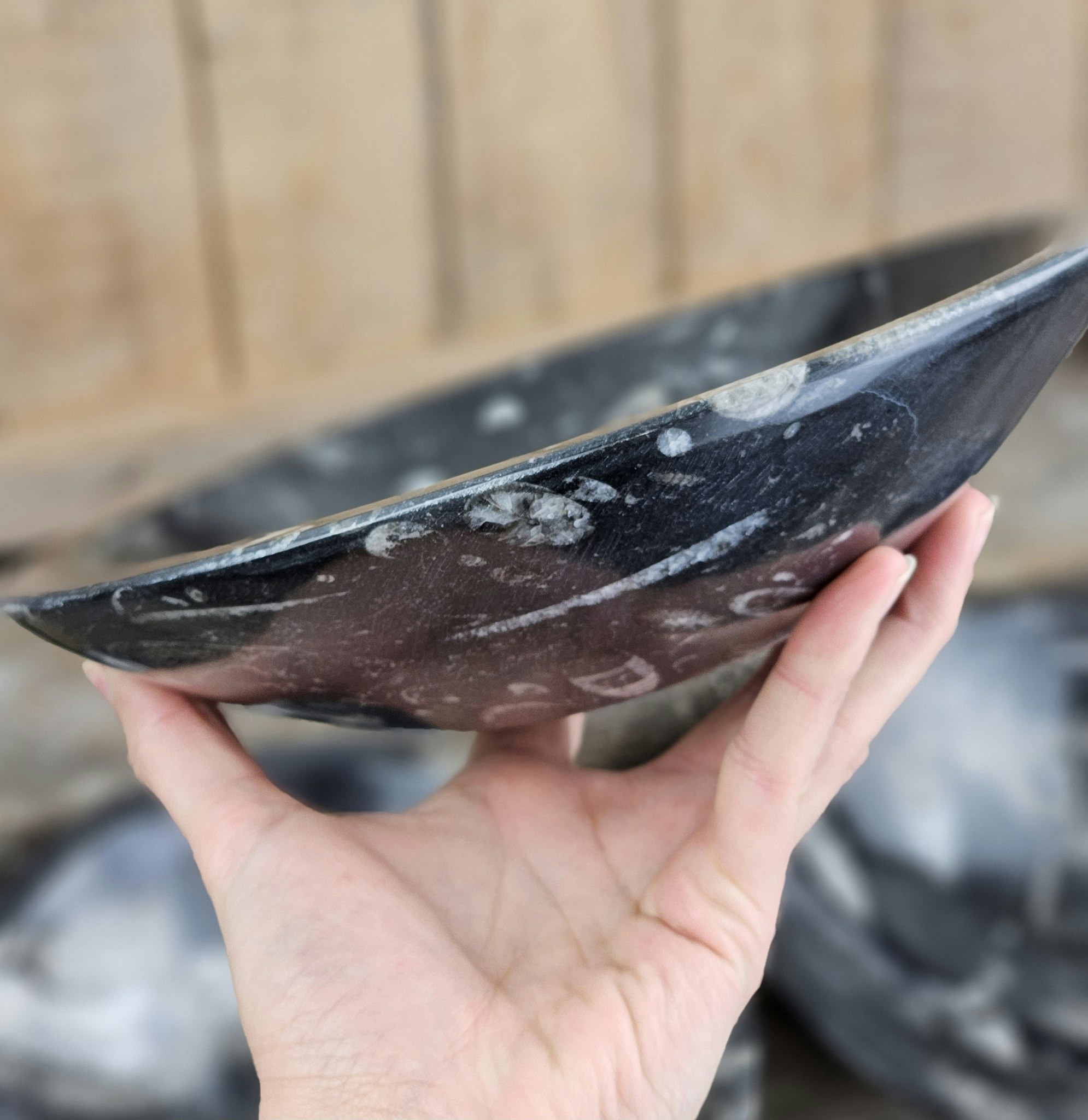 Ortoceratit Fossil, XL rund skål