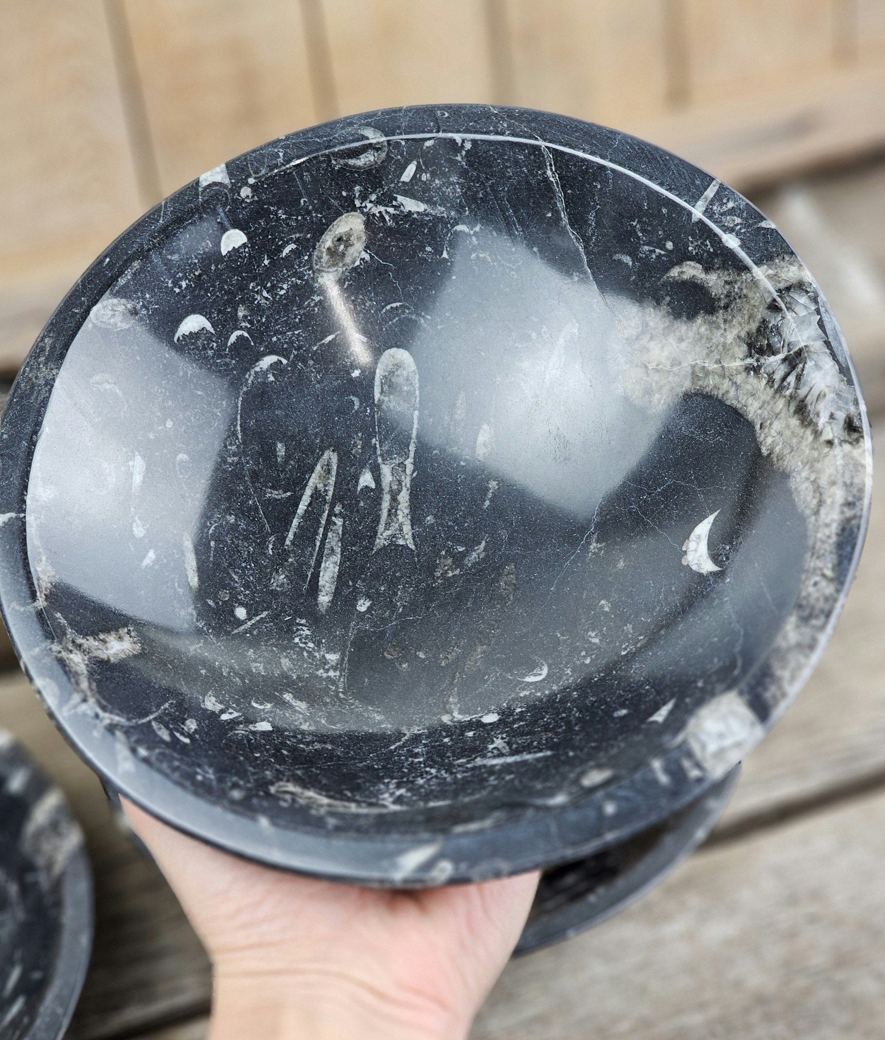 Ortoceratit Fossil, XL rund skål