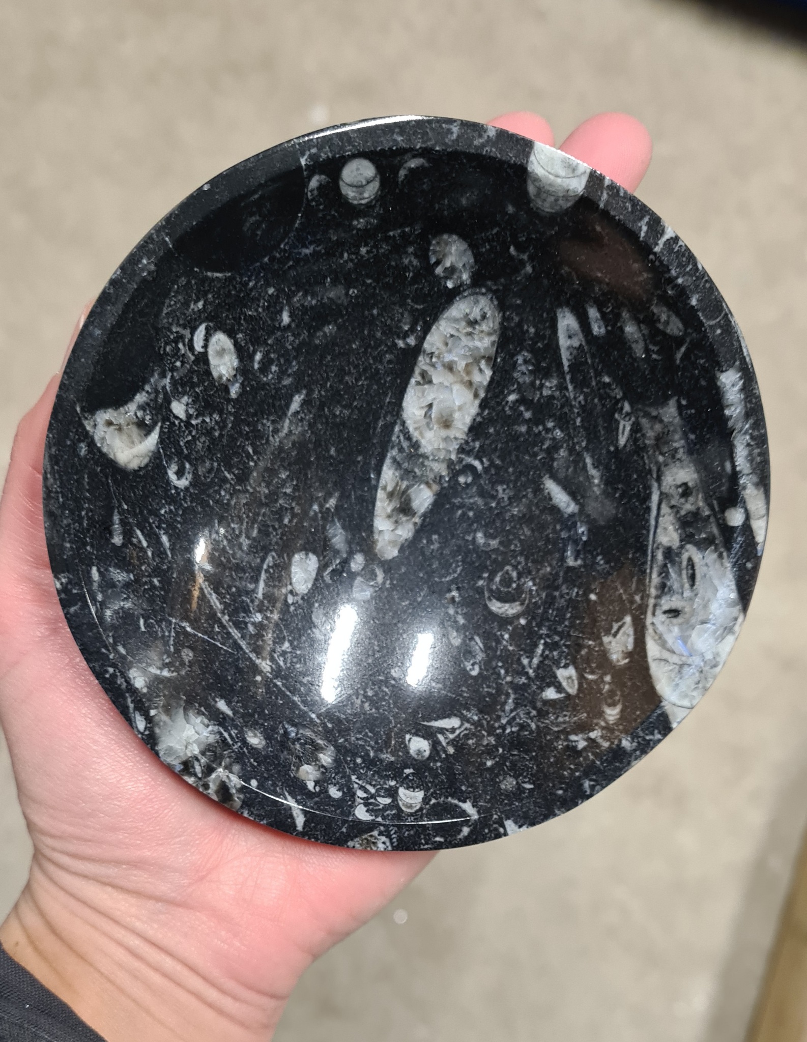 Fossil, rund skål liten (per styck)