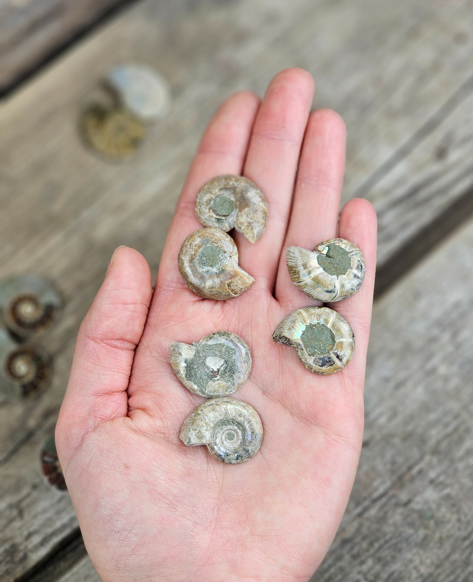 Ammonit par (Opaliserad fossil), små (per par)