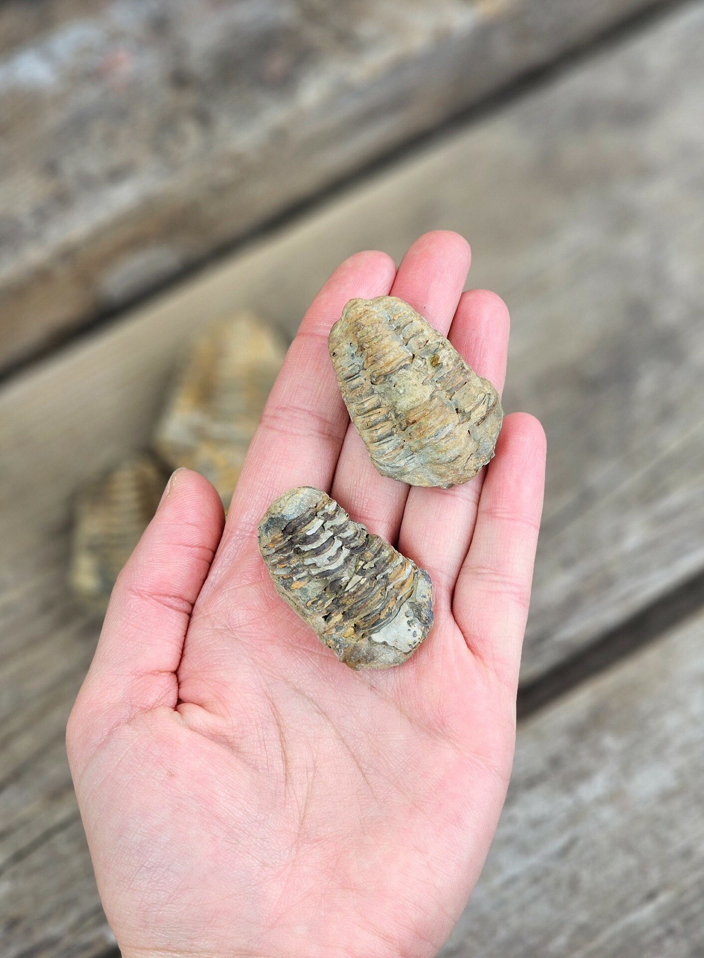 Trilobit fossil, mini (per styck)