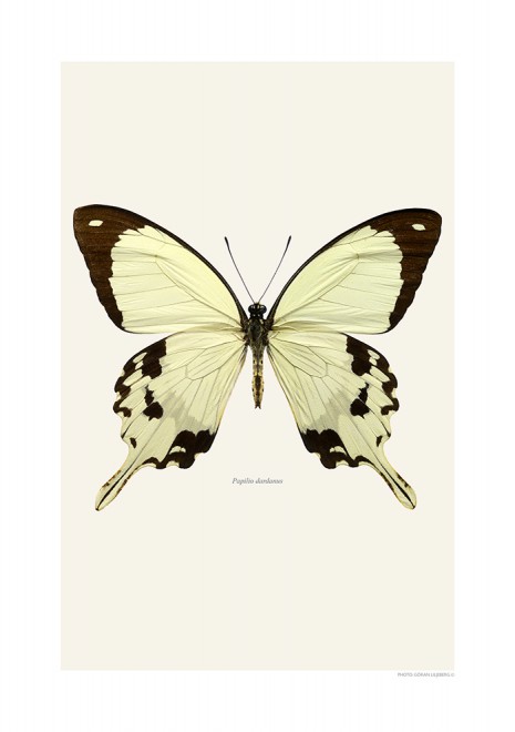 Macro Photography Papilio Dardanus 30x40cm