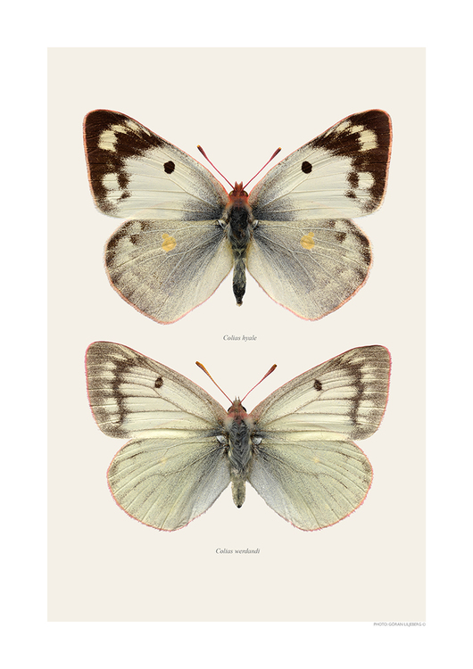 Macro Photography Pieridae White