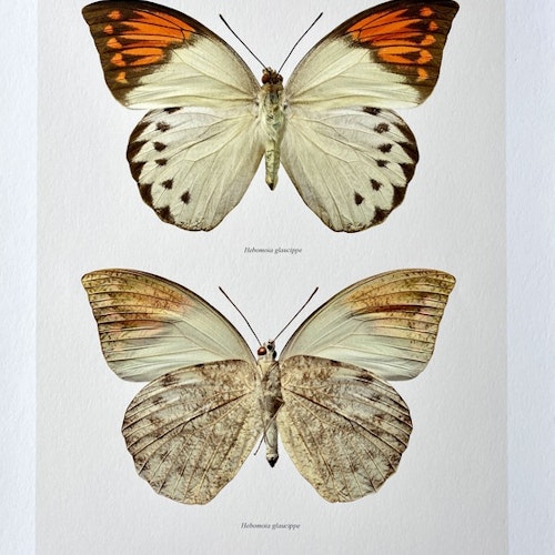 Macro Photagraphy Hebmoia glaucippe 30x40cm