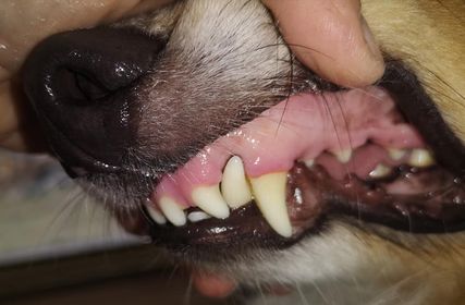 Tandbehandling hund intensiv