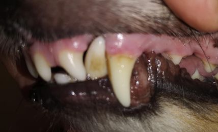 Tandbehandling Katt Intensiv