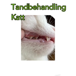 Tandbehandling Katt Intensiv