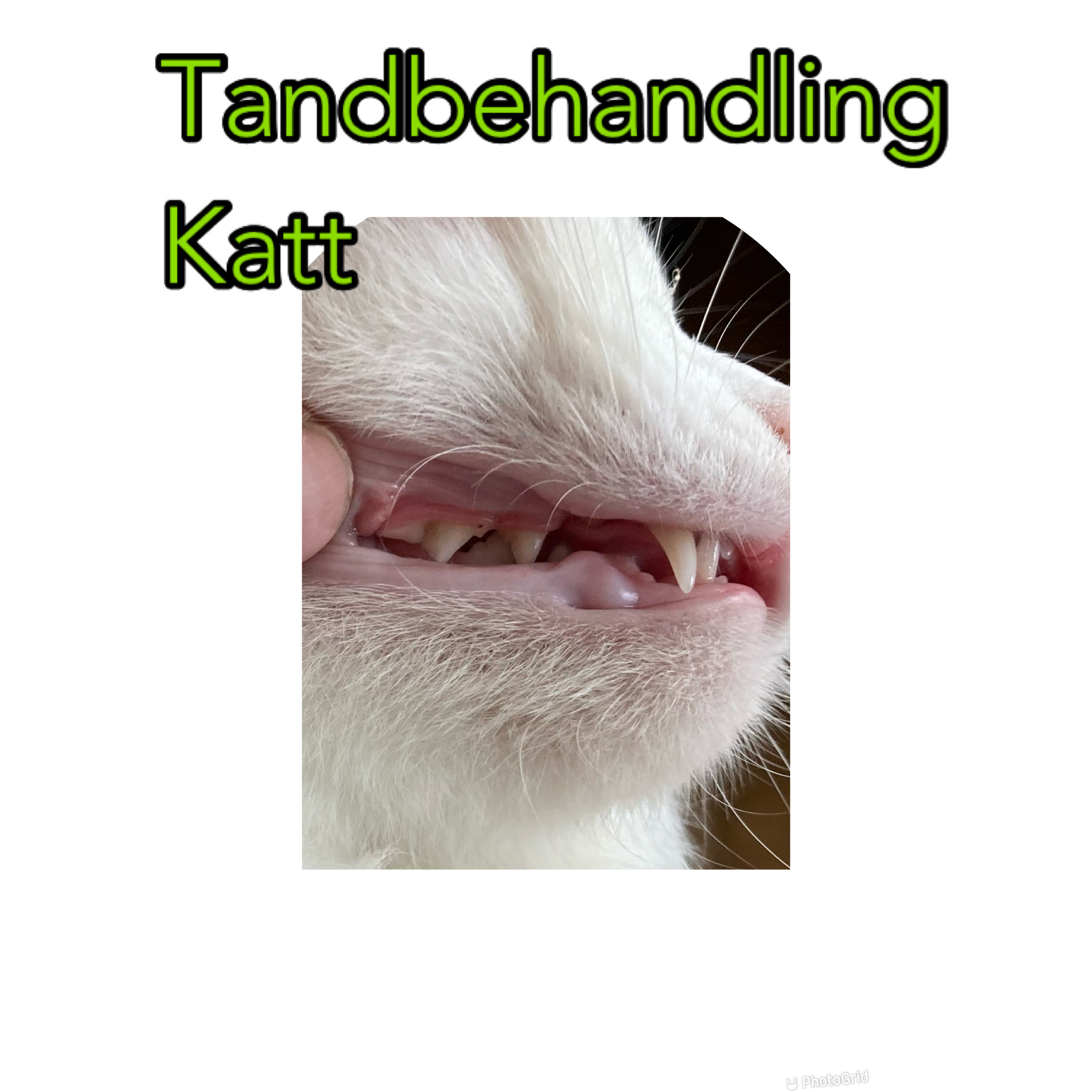 Tandbehandling Katt Underhåll