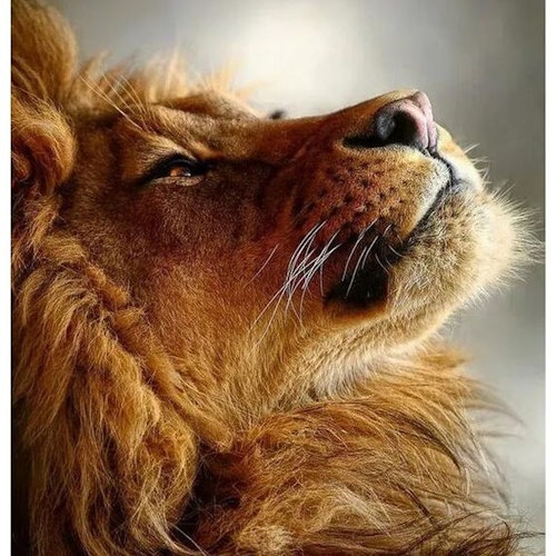 Lejon tittar uppåt