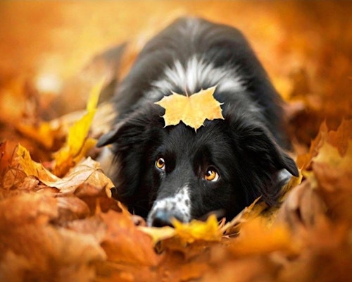 Hund i löv