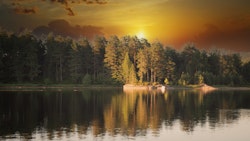 Skogen ved vannet