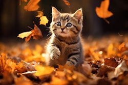 Kitten Playing