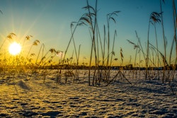 Strå over islagt vann