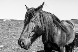 Sort hest