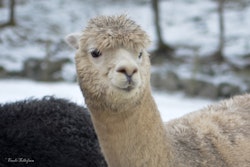 Lama