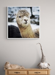Lama sort/hvitt