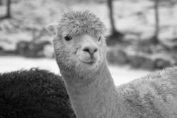 Lama sort/hvitt