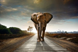 Afrikansk elefant