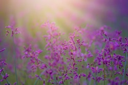 Blomstereng