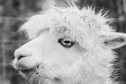 Lama hode