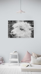 Lama hode