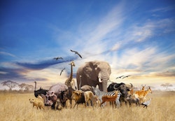 Dyrene i Afrika
