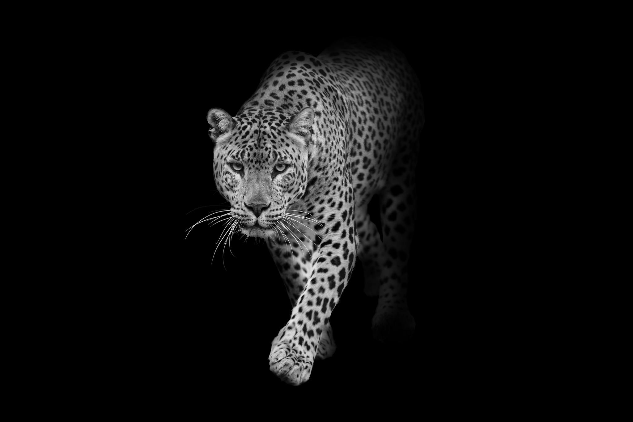 Leopard - Dekorbilder