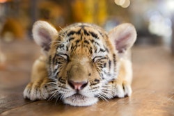 Tiger baby