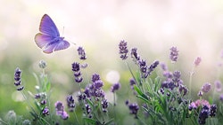 Blomstereng og sommerfugl