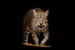 Jaguar Portrait