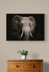 Elephant Portrait