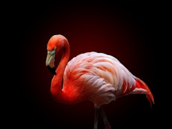 American Flamingo