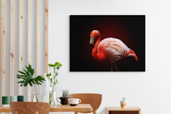 American Flamingo