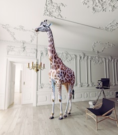 Giraffe And The Chandelier