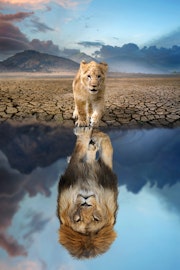 Løve speilbilde