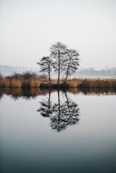 Treet ved innsjøen