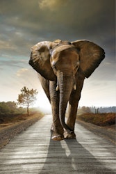 Afrikansk elefant høyformat