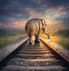 Elefant på loffen