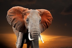Elefant i solnedgang