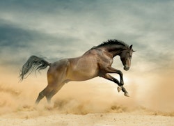 Wild Stallion