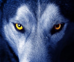Wild Wolf