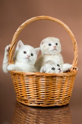 Kattunger