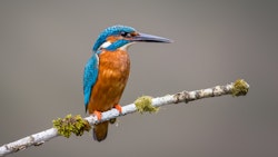 King Fisher
