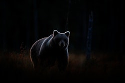 Hidden Bear