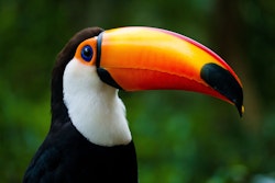 Tucan