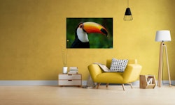 Tucan